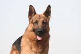 BERGER ALLEMAND 820